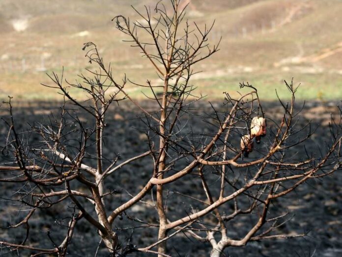 Chile suma 15 años de megasequía y casi 2 millones de hectáreas quemadas: alertan intensificación del cambio climático