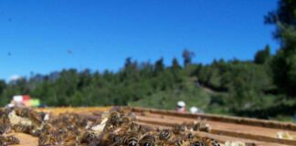 Comisión de Agricultura analizó realidad nacional de la apicultura