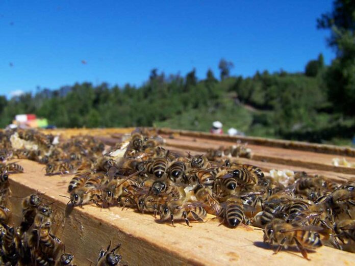 Comisión de Agricultura analizó realidad nacional de la apicultura