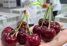 Comité de Cerezas entrega estimación de envíos para la temporada 2025-2026 Con foco en calidad y fortalecimiento de la imagen de la fruta chilena en el extranjero: Comité de Cerezas entrega estimación de envíos para la temporada 2025-2026
