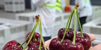 Con foco en calidad y fortalecimiento de la imagen de la fruta chilena en el extranjero: Comité de Cerezas entrega estimación de envíos para la temporada 2025-2026