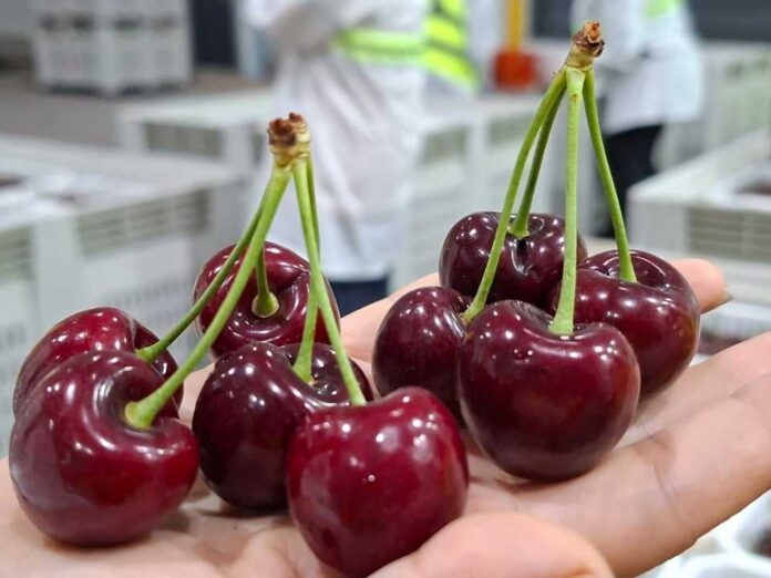 Con foco en calidad y fortalecimiento de la imagen de la fruta chilena en el extranjero: Comité de Cerezas entrega estimación de envíos para la temporada 2025-2026 Con foco en calidad y fortalecimiento de la imagen de la fruta chilena en el extranjero: Comité de Cerezas entrega estimación de envíos para la temporada 2025-2026