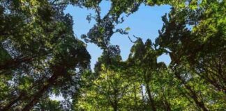 Con nuevos estándares, resurge el interés por proyectos privados de conservación de bosques