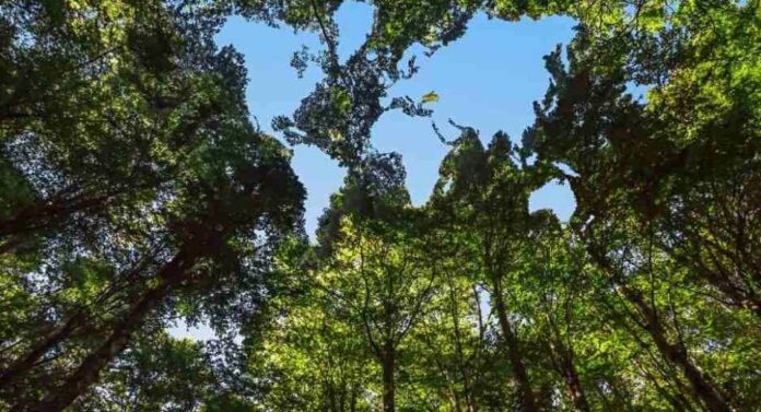 Con nuevos estándares, resurge el interés por proyectos privados de conservación de bosques Con nuevos estándares, resurge el interés por proyectos privados de conservación de bosques