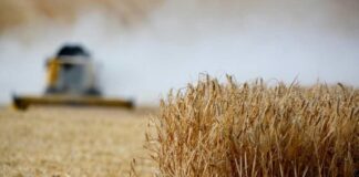 Desarrollan variedad de trigo que resiste el estrés hídrico