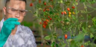 Doctorado impulsa avances en biotecnología alimentaria en Chile académico de Santo Tomás se consolida como referente en innovación científica