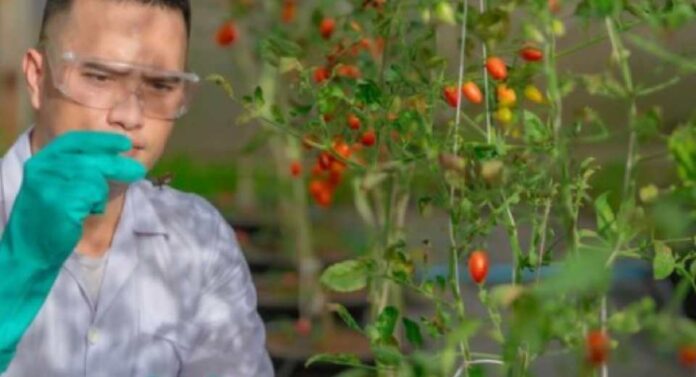 Doctorado impulsa avances en biotecnología alimentaria en Chile académico de Santo Tomás se consolida como referente en innovación científica Doctorado impulsa avances en biotecnología alimentaria en Chile académico de Santo Tomás se consolida como referente en innovación científica