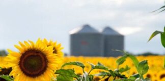 El girasol argentino apunta a su mayor producción