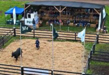 En su Día del Toro INIA La Pampa rematará 42 toros y 26 vaquillas Angus finos inscritos