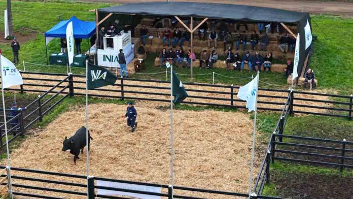 En su Día del Toro INIA La Pampa rematará 42 toros y 26 vaquillas Angus finos inscritos