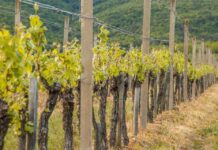 Enartis y Parsec firman un acuerdo para dar vida al futuro de la enología Enartis y Parsec firman un acuerdo para dar vida al futuro de la enología