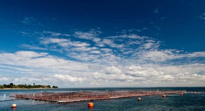 Estudio científico de INTESAL revela importante hallazgo salmón del atlántico no logra reproducirse exitosamente en ríos del sur de chile