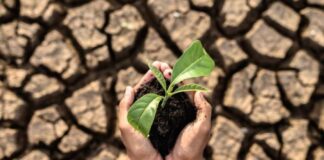 Estudio revela impacto de la megasequía en los bosques