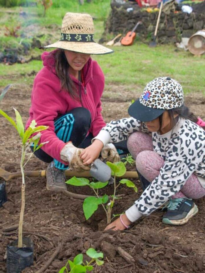 Explora, Conaf y Bosko implementan el primer bosquete de crecimiento acelerado en Rapa Nui, inspirado en el método Miyawak