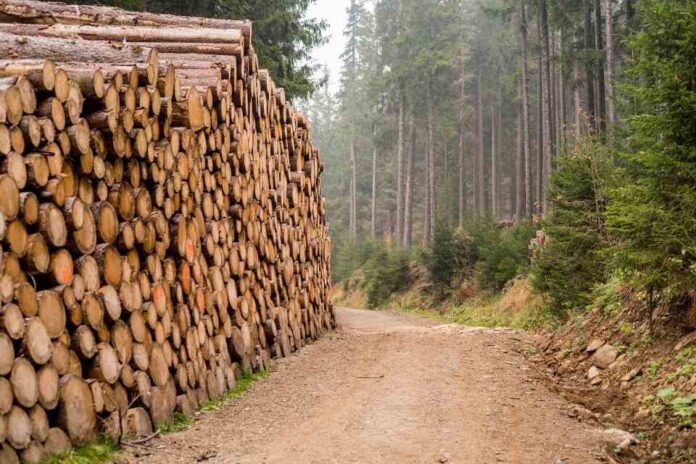 Exportaciones forestales En agosto de 2025, las exportaciones forestales de la Región del Biobío disminuyeron 37,3%