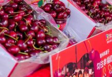 Chile: Exportan por vía aérea primeras cerezas de temporada 2025-2026