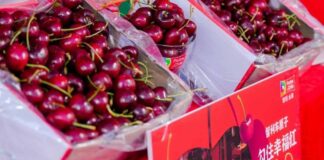 Chile: Exportan por vía aérea primeras cerezas de temporada 2025-2026