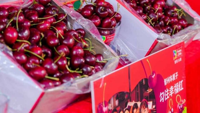 Chile: Exportan por vía aérea primeras cerezas de temporada 2025-2026 Chile: Exportan por vía aérea primeras cerezas de temporada 2025-2026