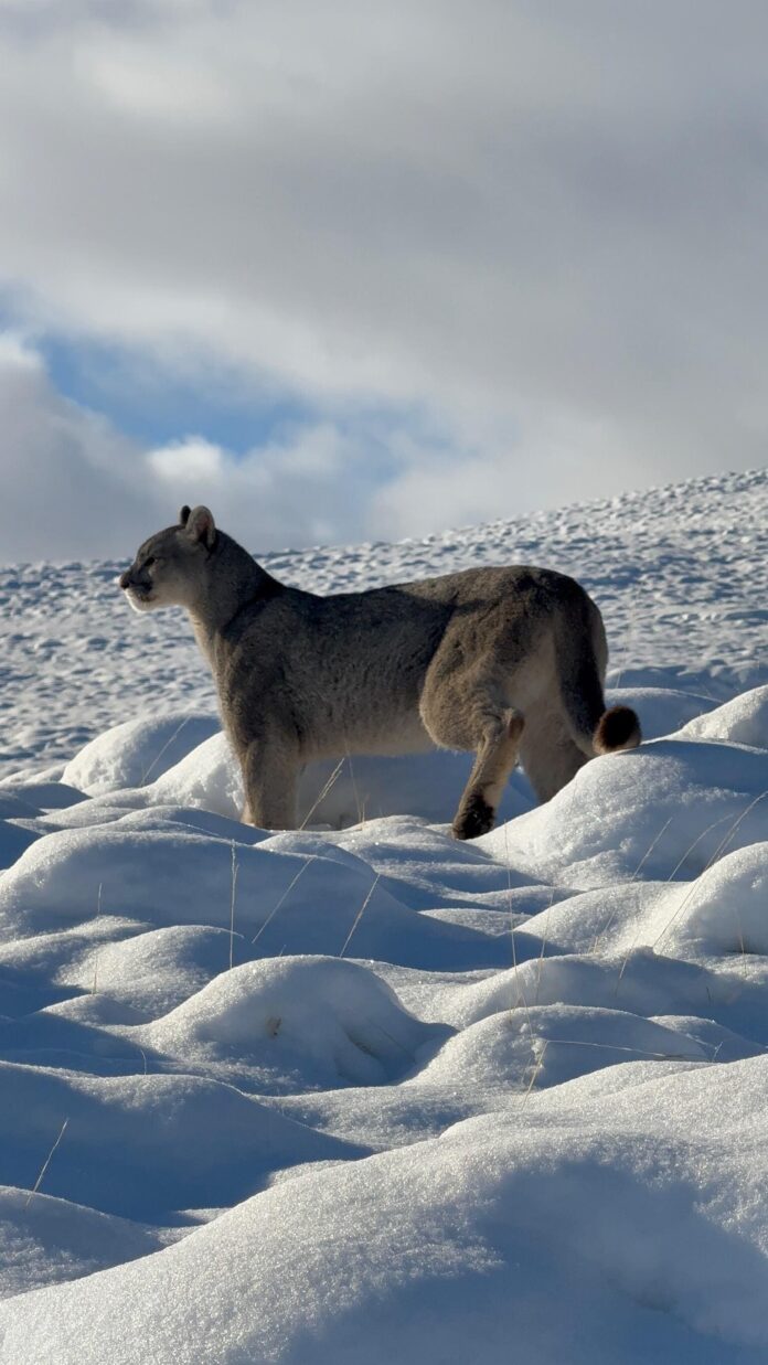 Fauna resiliente y paisajes en recuperación en la Reserva de Conservación Torres del Paine (1)