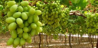 Fedefruta lamenta revisión de Systems Approach en EE.UU. pero confía que hay argumentos para mantener el sistema.