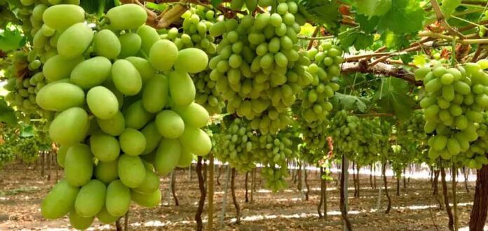 Fedefruta lamenta revisión de Systems Approach en EE.UU. pero confía que hay argumentos para mantener el sistema.