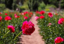 Gobierno celebra primer envío de peonías chilenas al mercado brasileño Gobierno celebra primer envío de peonías chilenas al mercado brasileño