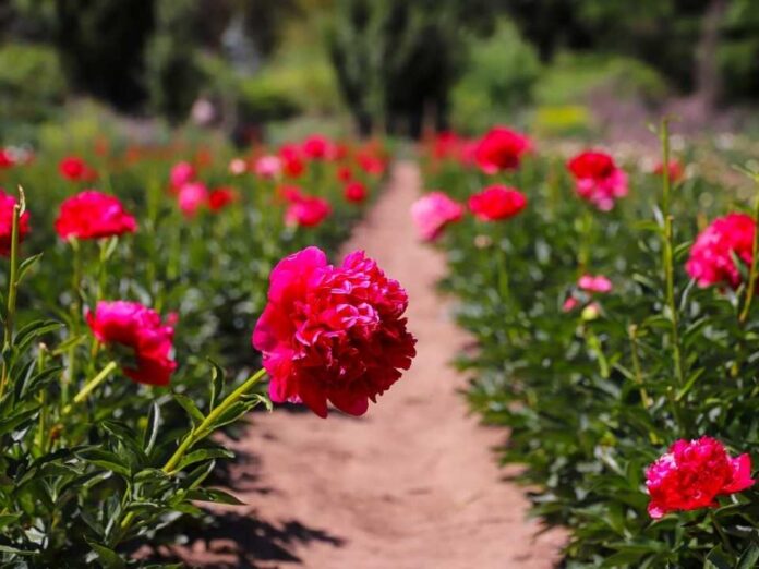  Gobierno celebra primer envío de peonías chilenas al mercado brasileño