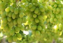 Golpe regulatorio a la uva de mesa: Anulan la autorización del USDA y reabre la vía del bromuro de metilo