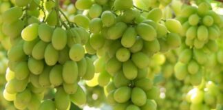 Golpe regulatorio a la uva de mesa: Anulan la autorización del USDA y reabre la vía del bromuro de metilo