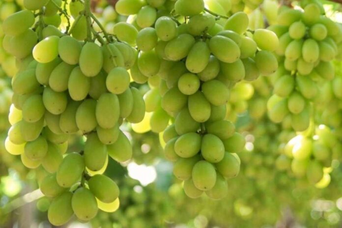 Golpe regulatorio a la uva de mesa: Anulan la autorización del USDA y reabre la vía del bromuro de metilo