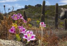 Gtd presenta “Mi Vecino el Desierto”: documental que revela los secretos del Desierto Florido Gtd presenta “Mi Vecino el Desierto”: documental que revela los secretos del Desierto Florido