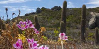 Gtd presenta “Mi Vecino el Desierto”: documental que revela los secretos del Desierto Florido