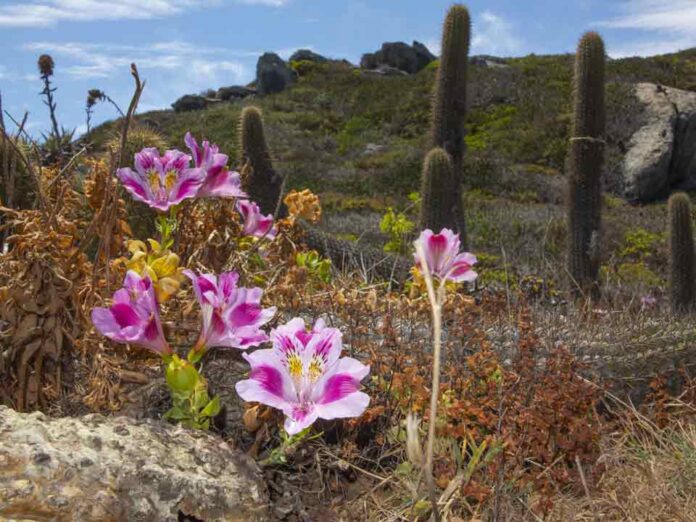 Gtd presenta “Mi Vecino el Desierto”: documental que revela los secretos del Desierto Florido