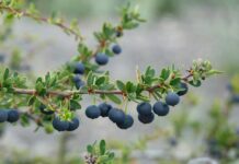 Hecho inédito en la Patagonia: INIA Kampenaike crea banco vivo de calafate Hecho inédito en la Patagonia: INIA Kampenaike crea banco vivo de calafate