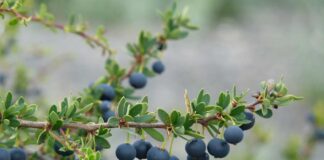 Hecho inédito en la Patagonia: INIA Kampenaike crea banco vivo de calafate