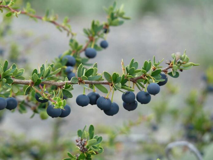 Hecho inédito en la Patagonia: INIA Kampenaike crea banco vivo de calafate