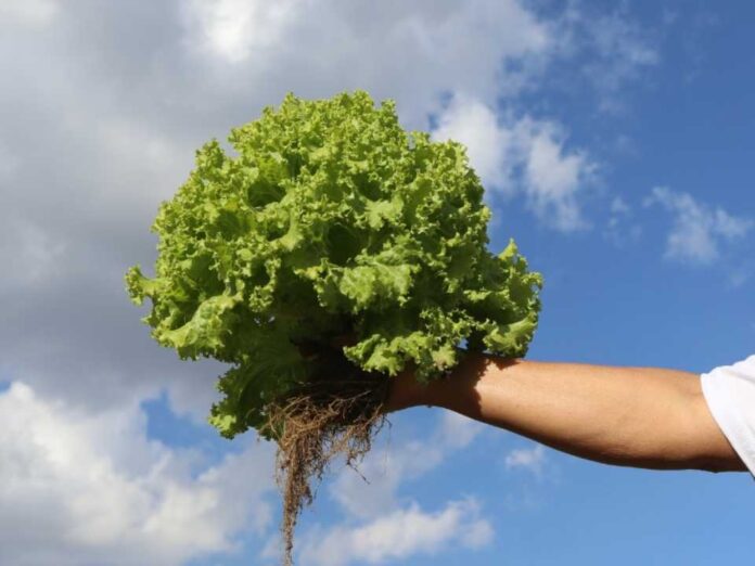 INIA presenta nuevo informativo sobre agroecología: ciencia, territorio y futuro sostenible