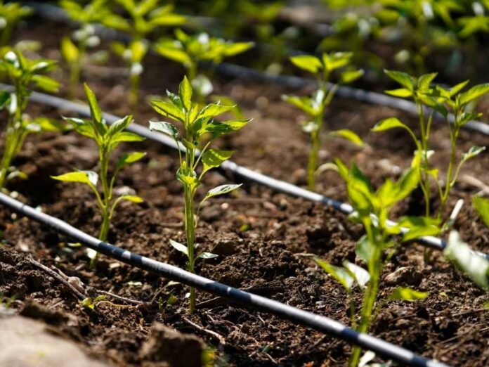 Inician ciclo de días de campo para fortalecer la eficiencia del riego en la región Inician ciclo de días de campo para fortalecer la eficiencia del riego en la región