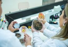 Investigación busca devolver la vida a suelo degradado con el uso de microorganismos Investigación busca devolver la vida a suelo degradado con el uso de microorganismos