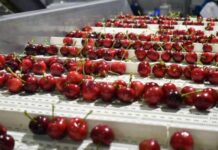 Chile se Posiciona como el Exportador Clave en 2025/26: La Crisis Global de la Cereza Impulsa el Protagonismo Nacional