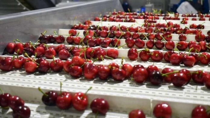 La Crisis Global de la Cereza Impulsa el Protagonismo Nacional Chile se Posiciona como el Exportador Clave en 2025/26: La Crisis Global de la Cereza Impulsa el Protagonismo Nacional