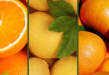 La Organización Mundial de Cítricos plantea inquietudes sobre los criterios privados de seguridad alimentaria y su impacto en el sector citrícola La Organización Mundial de Cítricos plantea inquietudes sobre los criterios privados de seguridad alimentaria y su impacto en el sector citrícola