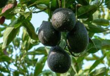 La guerra por la palta: cómo Perú, Colombia y Chile buscan desafiar el dominio de México