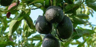 La guerra por la palta: cómo Perú, Colombia y Chile buscan desafiar el dominio de México