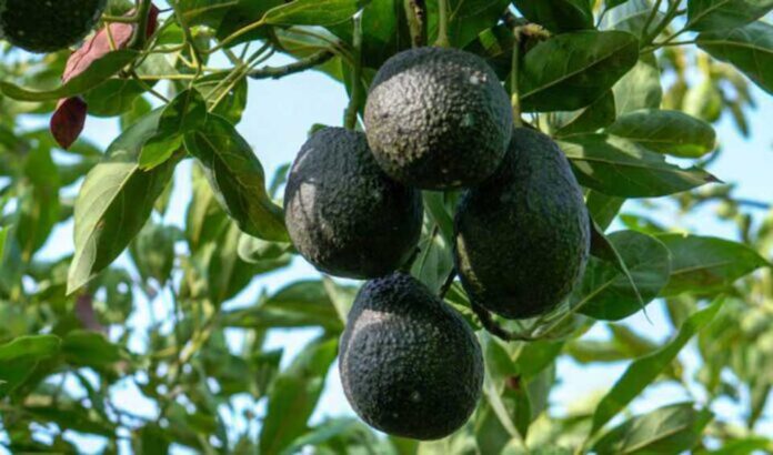 La guerra por la palta: cómo Perú, Colombia y Chile buscan desafiar el dominio de México