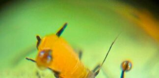 Microbiomas Nativos: TERRAGENESIS Lidera la Creación de Herramientas de Control Natural Contra plagas resistentes a los AgroQuímicos