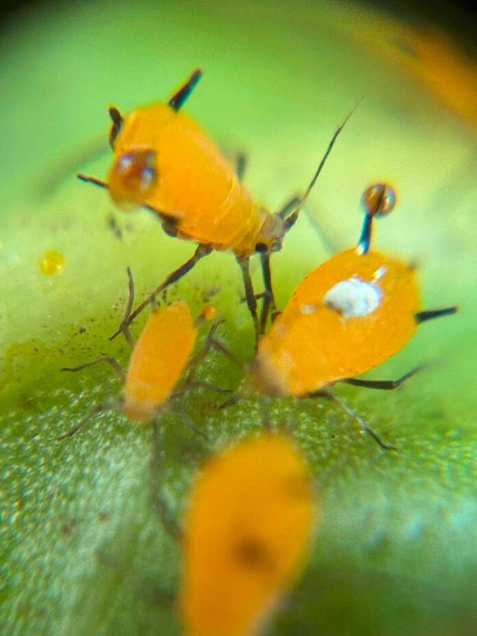 Microbiomas Nativos: TERRAGENESIS Lidera la Creación de Herramientas de Control Natural Contra plagas resistentes a los AgroQuímicos