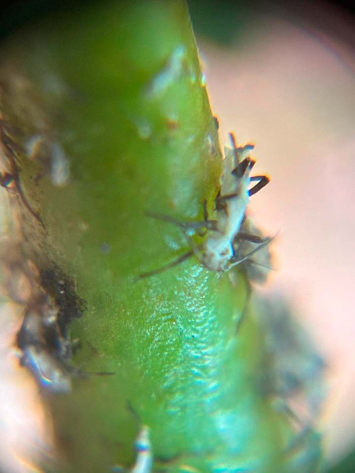 Microbiomas Nativos: TERRAGENESIS Lidera la Creación de Herramientas de Control Natural Contra plagas resistentes a los AgroQuímicos