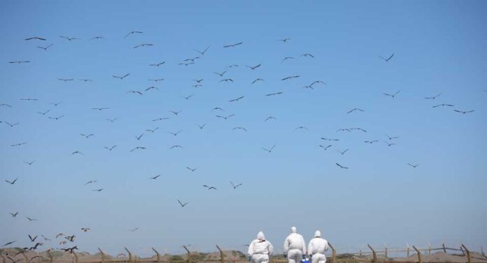 Miles de aves migratorias llegan a Chile el SAG llama a protegerlas y reforzar la prevención sanitaria Miles de aves migratorias llegan a Chile: el SAG llama a protegerlas y reforzar la prevención sanitaria