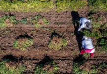 Minagri e INDAP invitan a emprendedoras rurales a postular al Premio Mujer del Agro Mónica Gebert 2025 Minagri e INDAP invitan a emprendedoras rurales a postular al Premio Mujer del Agro Mónica Gebert 2025